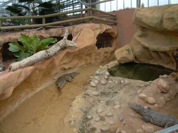 ferme de crocodille 13.jpg